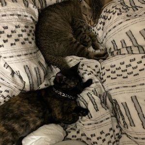 Meet your Posher, Kellin